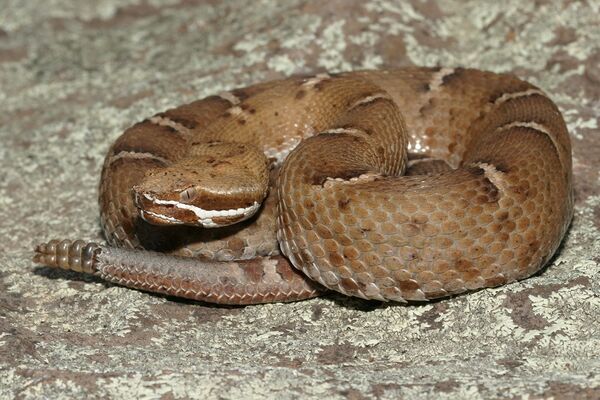 Crotalus willardi.jpg