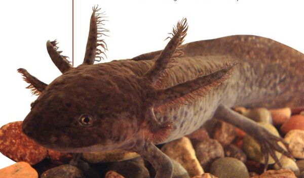 Axolotle.jpg