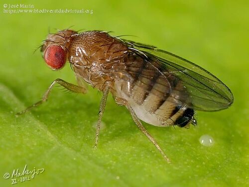 Hibrido drosophila.jpg