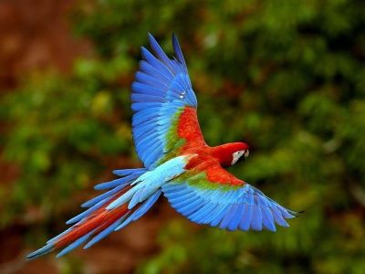 Plumas guacamayo.jpg