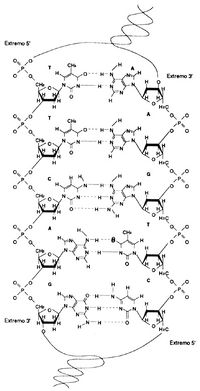 Cadena doble DNA AVB.jpg