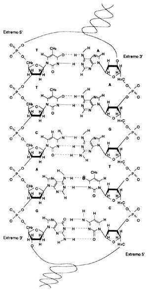 Cadena doble DNA AVB.jpg