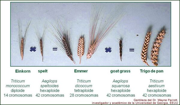 Trigo poliploide.jpg