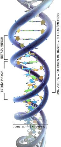 Cadena DNA AVB.jpg