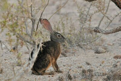 Lepus insularis.jpg