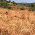 Pasto Themeda quadrivalvis.png