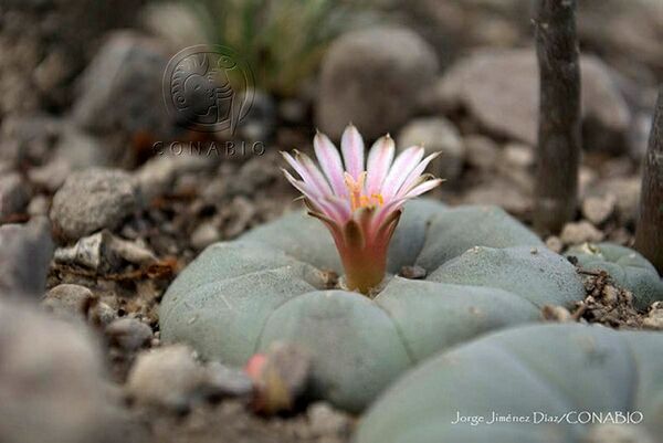 Lophophora williamsi.jpg