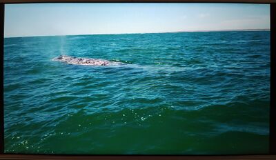 Ballena gris.jpg