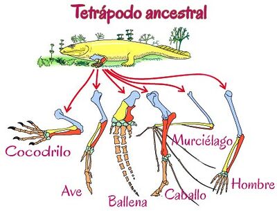 Homología.jpg